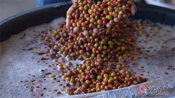 亩高海拔精品咖啡喜迎丰收开元棋牌云南龙陵