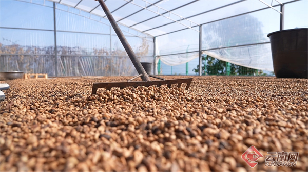 亩高海拔精品咖啡喜迎丰收开元棋牌云南龙陵：3万余(图2)