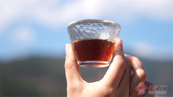 亩高海拔精品咖啡喜迎丰收开元棋牌云南龙陵：3万余(图3)